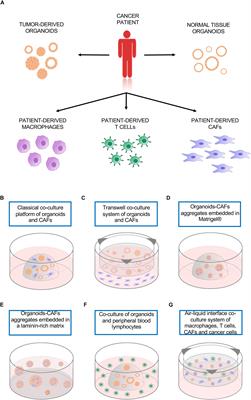 Modeling Cell Communication in Cancer With Organoids: Making the Complex Simple